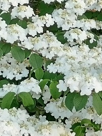 Doublefile viburnum